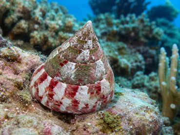 Rochia conus Conus-Kreiselschnecke XL